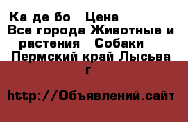 Ка де бо › Цена ­ 25 000 - Все города Животные и растения » Собаки   . Пермский край,Лысьва г.